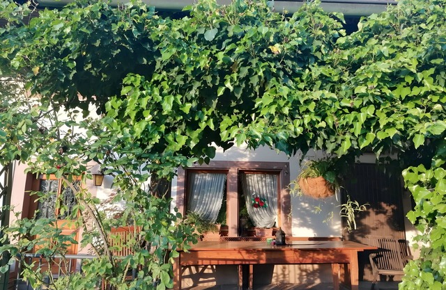 Small holiday cottage Ivy