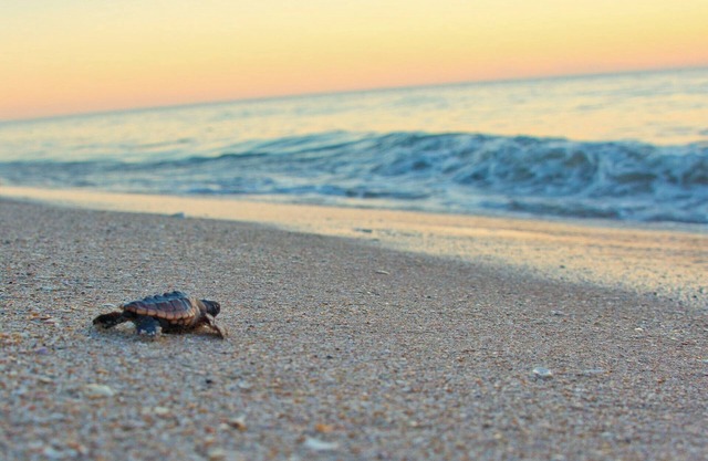 Surfing Buddha Family Beach House - walk to beach - pet friendly