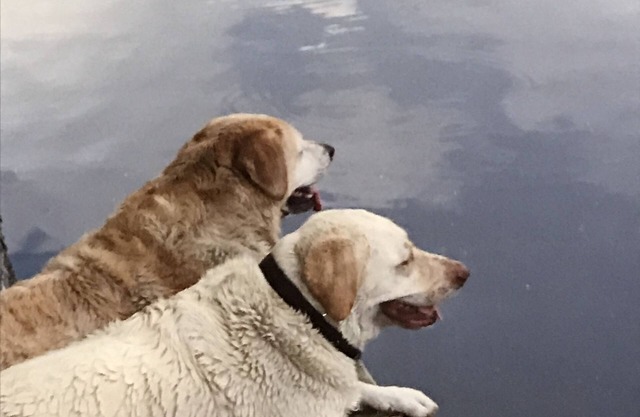 The scenic Withlacoochee River Pet-friendly Bird House