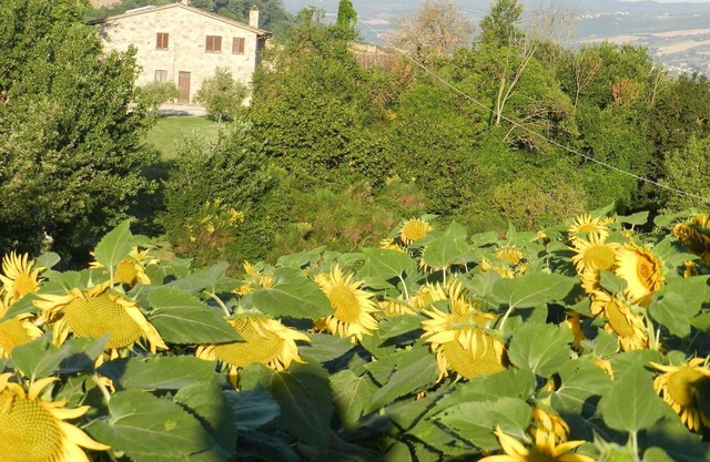 THE SUNFLOWER apartment