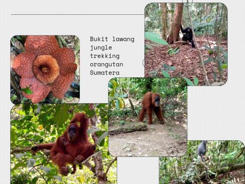 Tiga dara guest house jungle trekking