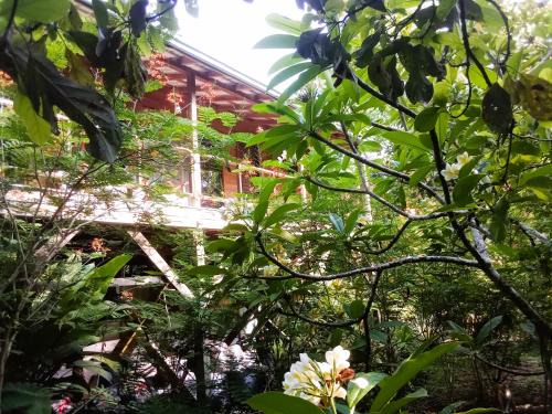 Treetop Jungle Like Escape in San Ignacio Your Belize Oasis Awaits