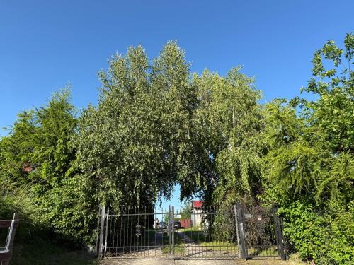 U Magdy nad Tałtami I