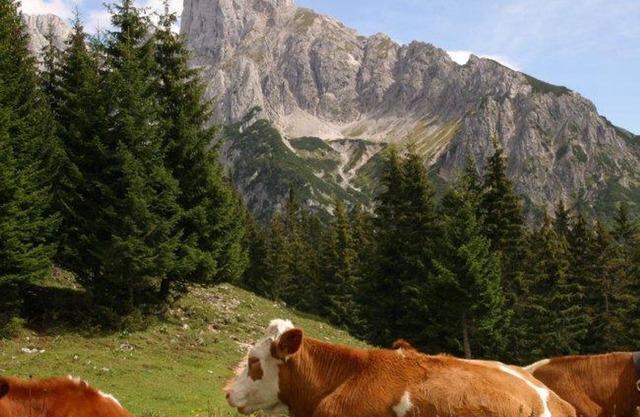Vacation apartment Donnerkogel