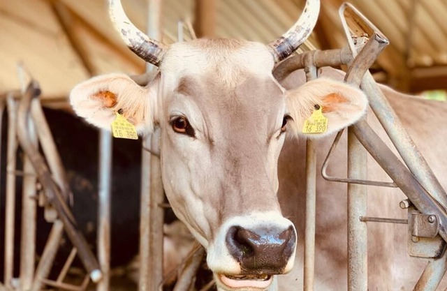Vacation in the country, cowbells when you wake up