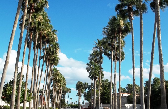 Victoria Palms Inn & Suites