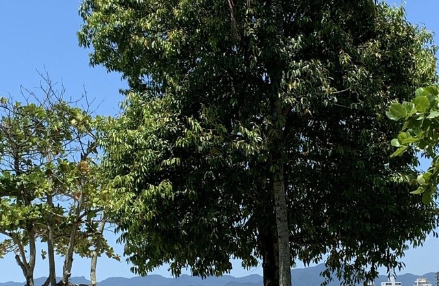 Vista para o mar, localização ótima perto do centro