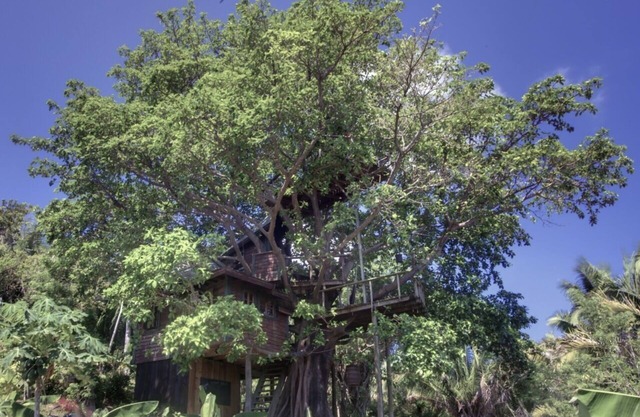 What Would You Dream, Sleeping In A Tree? Utila's Only Treehouse