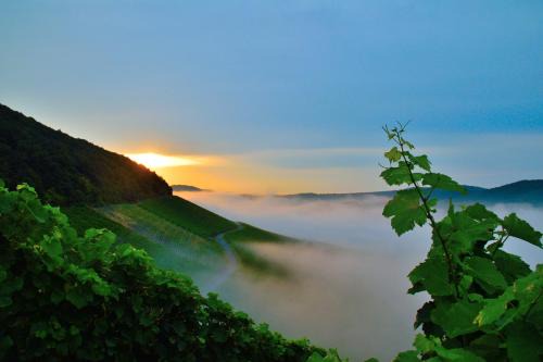 Winzerhof Düring