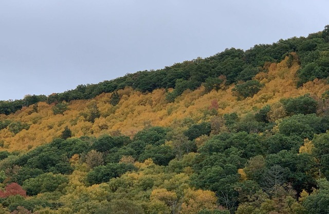 Woodward Camp Area