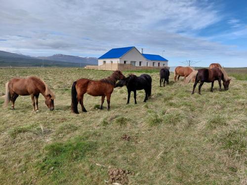 Egilsstadir House | Árbakki-Guesthouse near Egilsstaðir