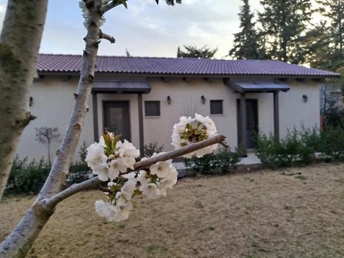Rishon LeTsiyon House | דצ'א - Дача - Dacha