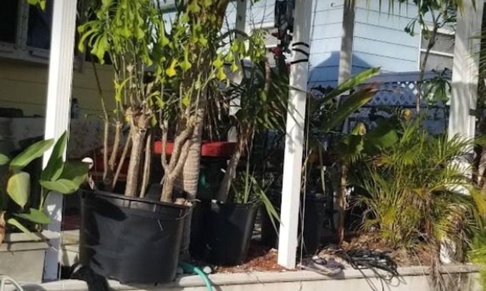 Little Torch Key House | 20 ft from your room to a clean canal full of fish and lobsters and crabs.