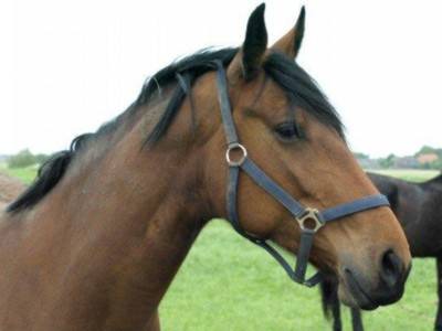 Ostbense Apartment | 60 m² Apartment ∙ 2 bedrooms ∙ 4 guests