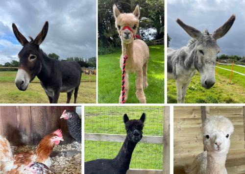 East Horrington Apartment | A space with amazing views and alpacas to enjoy