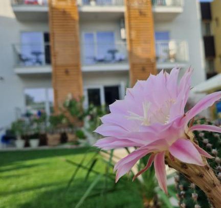 Costinesti House | ALYA Sea Escape Costinesti - parcare gratuita