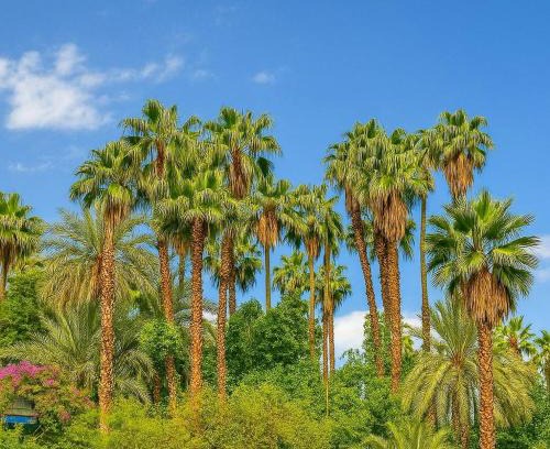 Majorelle Apartment | Appartement Luxe 2 Chambres Vue Directe Jardin Majorelle YSL
