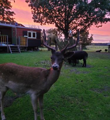 Maartensdijk Bed & Breakfast | B&B 't Maartensdijkse Bos