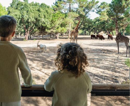 Santo Andre Other | Badoca Safari Glamping Experience