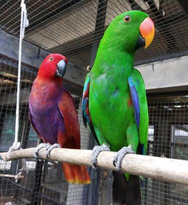 Dauh Peken House | Bali Wildlife Rescue Center