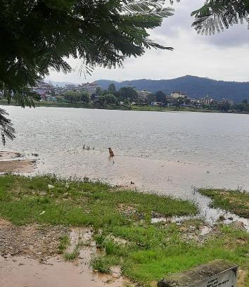 Pokhara Bed & Breakfast | Banyan tree
