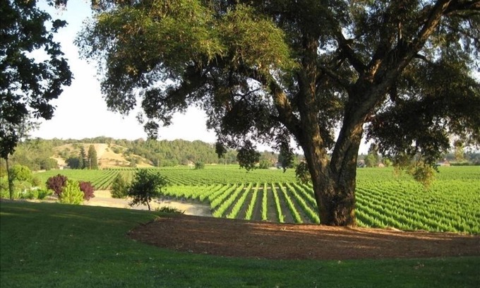 Healdsburg House | Beautiful Coop Cottage overlooking vineyards. Three minutes from downtown!