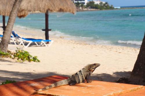 Akumal Apartment | Beautiful Studio in Akumal Paradise - Wifi, AC
