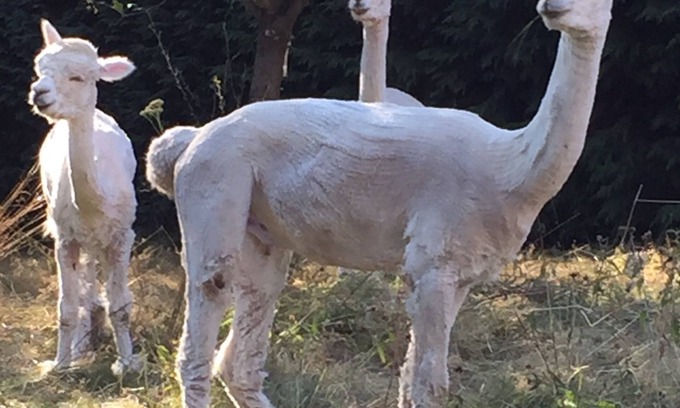 Saint-Dizier-Leyrenne Cottage | Bijou cottage in the heart of rural France, with alpacas in the garden.
