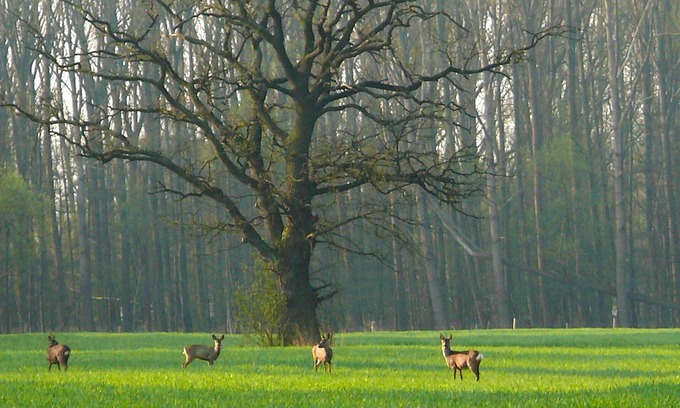 Kirchwerder Apartment | Biohof Eggershof - owl nest