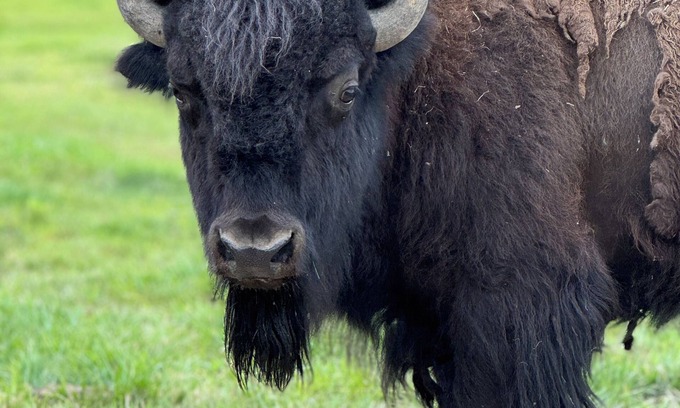 Milan House | Bison Bunkhouse Hideaway at Mayberry West Farms- close to Cincy & Indianapolis!