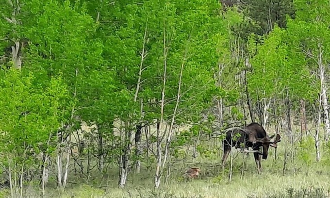 Lake George Cabin | Bison Peak Lodge at Puma Hills, a Luxury Glamping Experience in Central CO