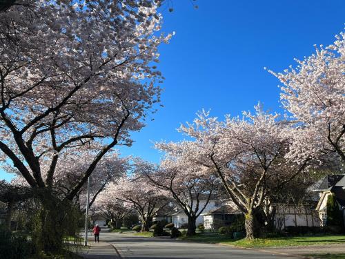 South Surrey House | Bloom House 樱花民宿