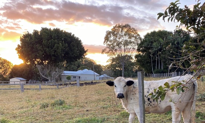 Cumbalum Other | Byron Bay Hinterland Farmhouse & Salty Lap Pool