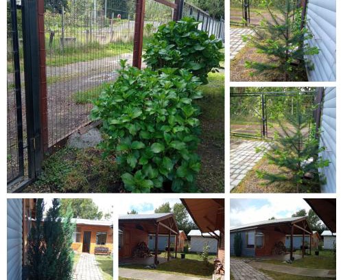 Conaripe House | Cabaña "El Gringo"