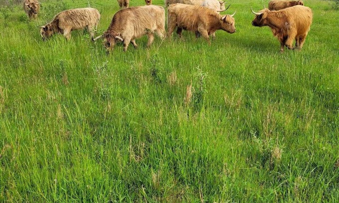 Nelsonville House | Cabin on a working ranch with Highland cattle in Hocking Hills