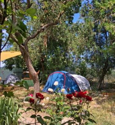Vama Veche Other | Camping Curtea Pescărușului