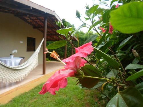 Floresta Velha House | Casa da Tetê