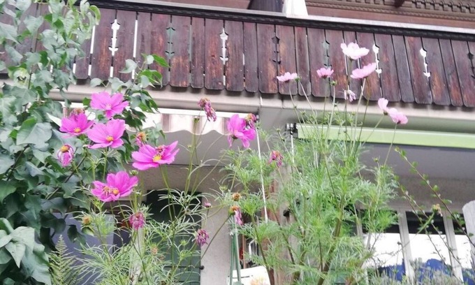 Lenk Apartment | Cosy apartment for 6 guests with TV, balcony and pets allowed