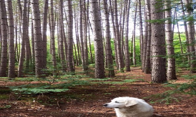 Algonquin Highlands Cottage | Cozy Pan-Abode cottage on 2 acres water access to beautiful Kawagama Lake Dorset