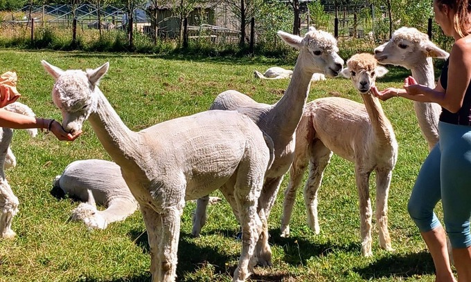 Liverton Cabin | Dartmoor Double Decker bus on an Alpaca Farm sleeps 8