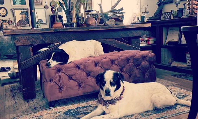 Coal Creek Canyon House | Dog Heaven/Unique mountain home for artists, creators or tech start ups.