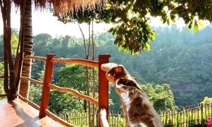 Sukasada House | Dreamy Eco Tree House by 7 Waterfalls