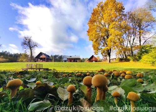 Virsurodukis House | Dzūkijos uoga