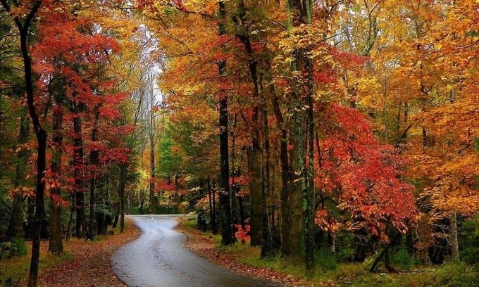 Pigeon Forge Cabin | 🐾 EASY ACCESS 🐾 NO Crazy Roads 🐾 BEARS 🐾 5Minutes off Parkway 🐾DOLLYWOOD7Miles 🐾