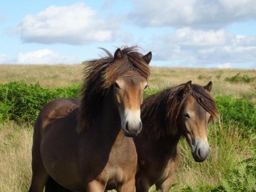 Withypool Bed & Breakfast | Exmoor BnB in Withypool on Two Moors Way