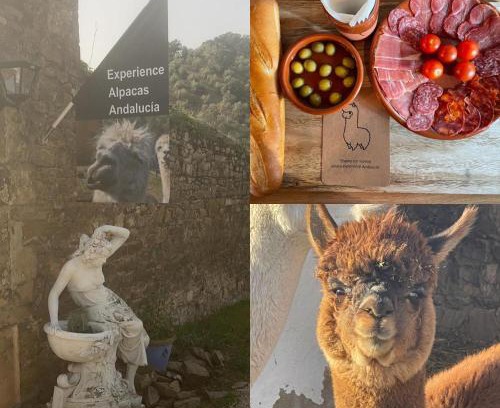Montoro House | Experience Alpacas in Andalucia