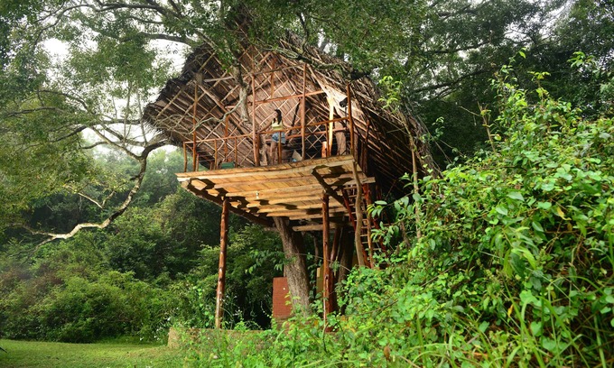 Dambulla Cabin | Family Tree House in the Jungle Close to Sigiriya