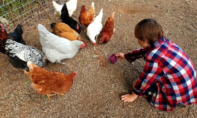 Highvale Other | Fig Tree Farm Stay - Interactive Farm Stay Near Brisbane
