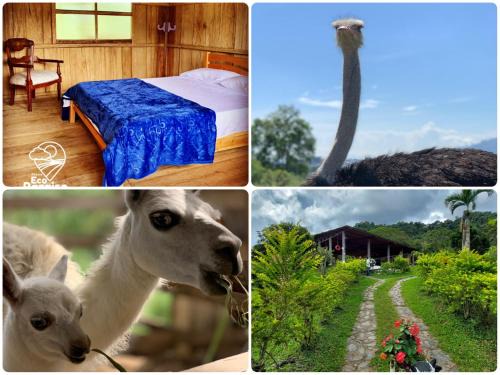 Ibague House | Finca Ecoparaiso