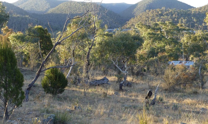 Binjura House | Forest Cottage – Relaxing bush stay. Pet friendly